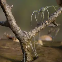Insect